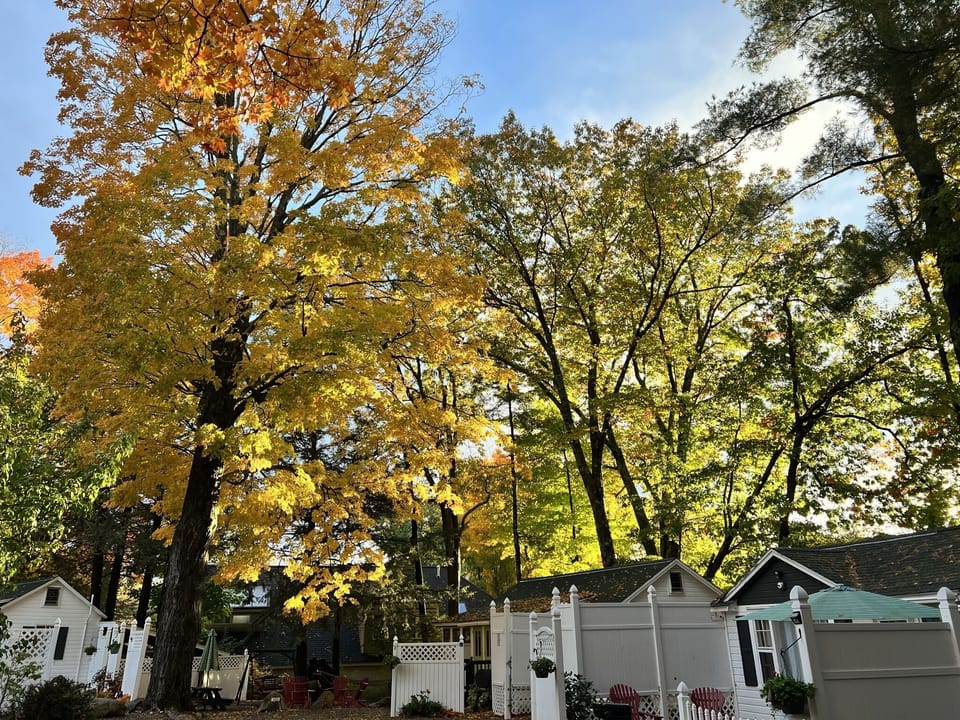 Fall Pic 1