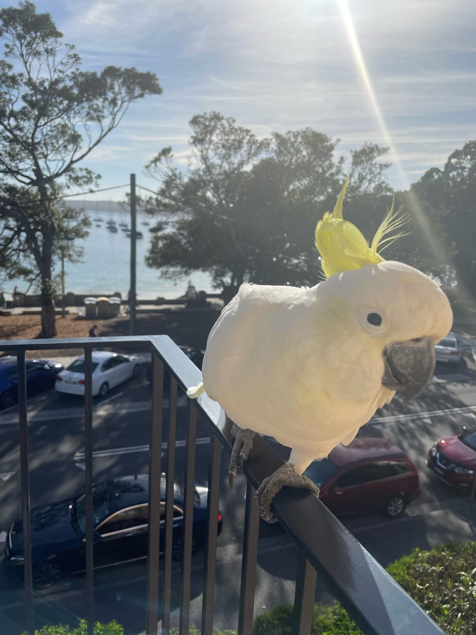 G’day from the locals!