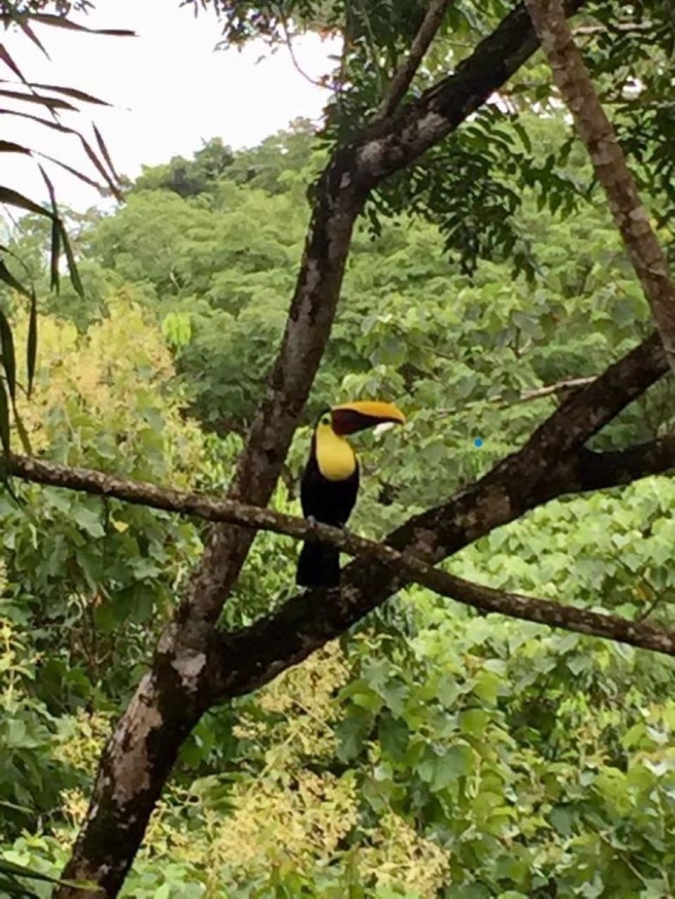 Property frequented by Toucans 