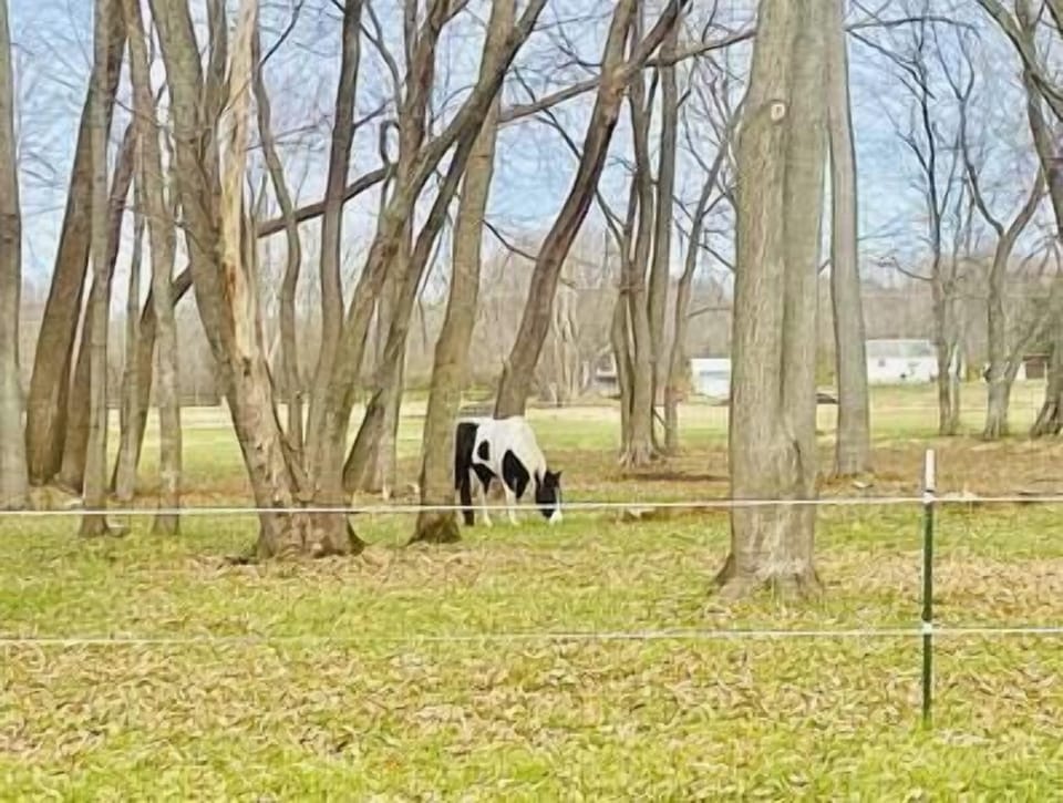 Horse farm right across the street