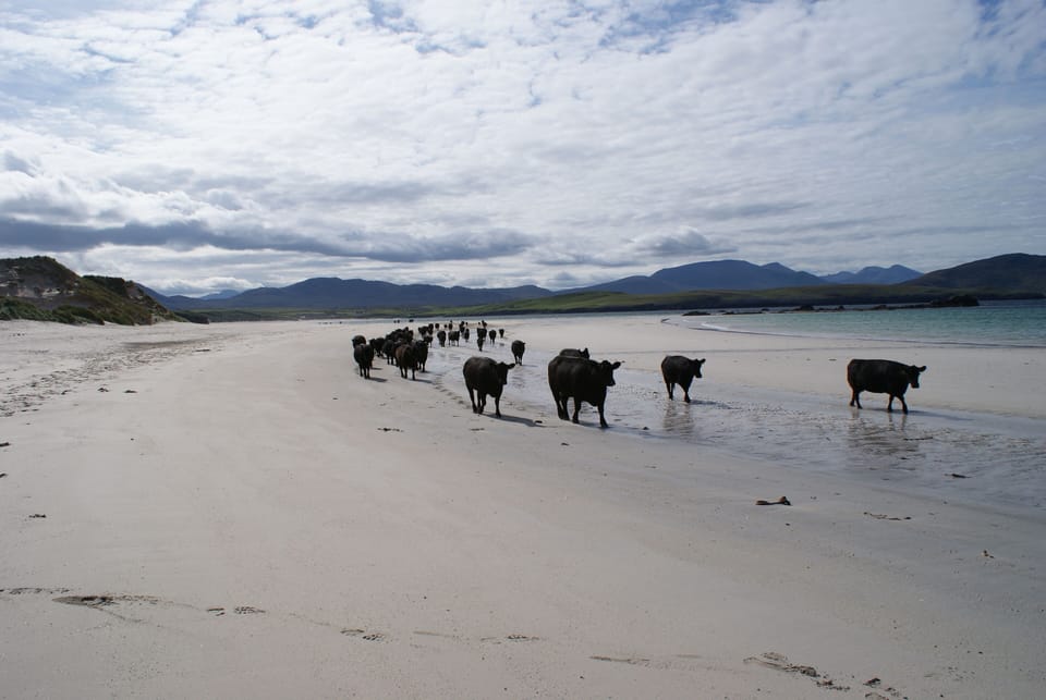 Rush hour on Balnakeil Beach