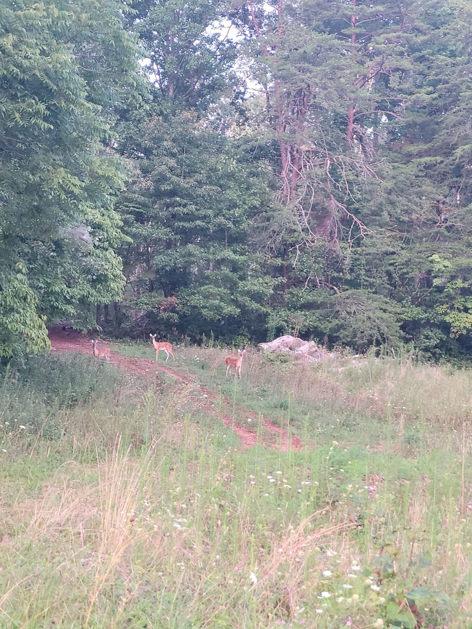 Deer in the field next door is a common sight.