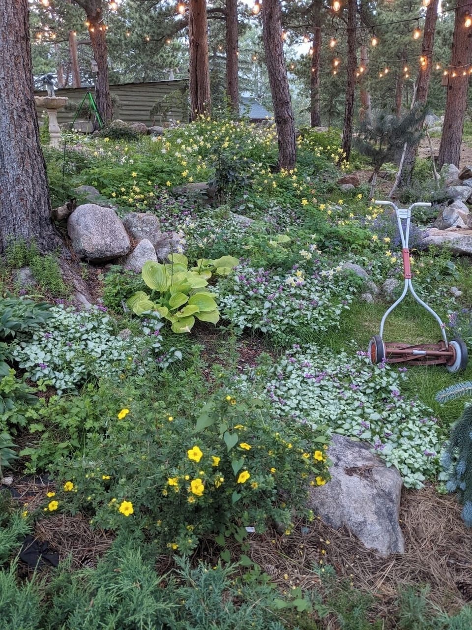 Wildflower garden. 
