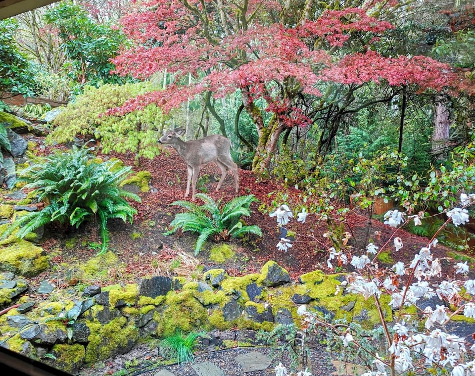 Backyard in the spring