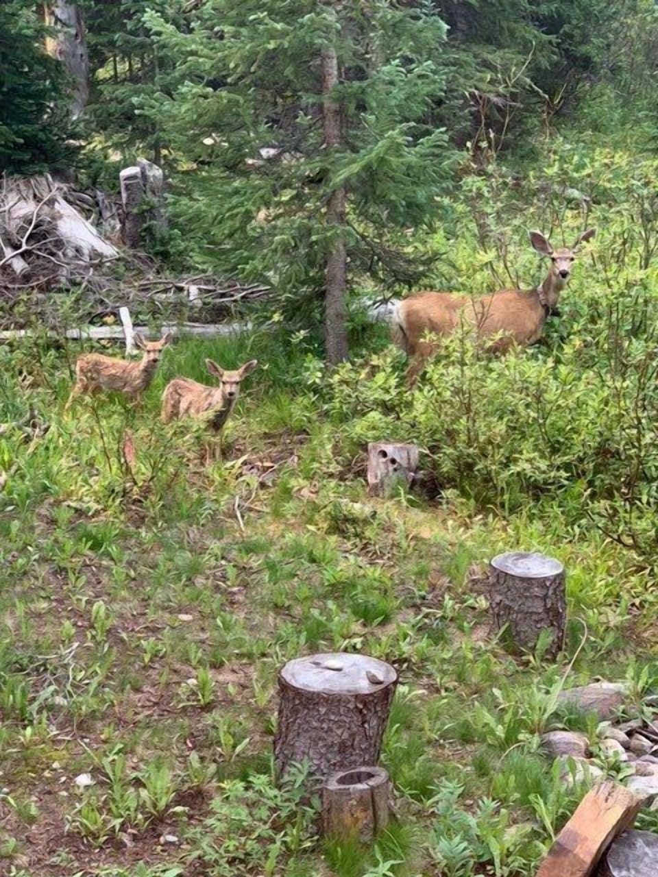 A deer and two fawns stand in a lush woodland clearing, surrounded by greenery with tree stumps and shrubs visible.