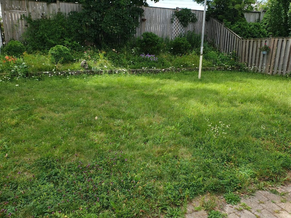 Backyard Flowers and Plants