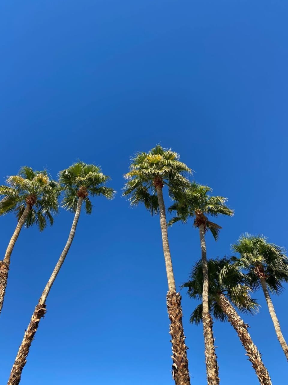 Palm trees on property