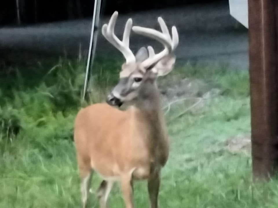 wonderful wild life!