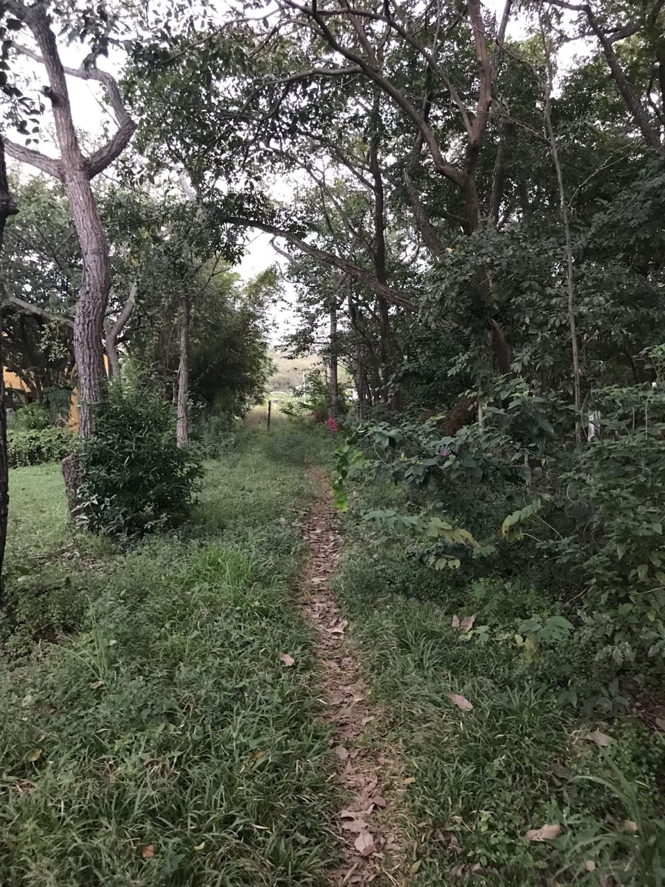 Trail to Playa Pelada just across the street.