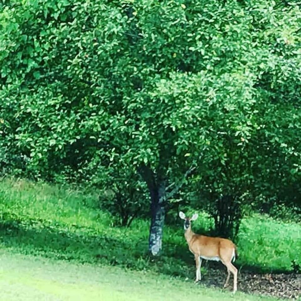 We like to hang out under the apple trees right behind your yurts : ) Sometimes I bring my whole family to eat delicious apples.