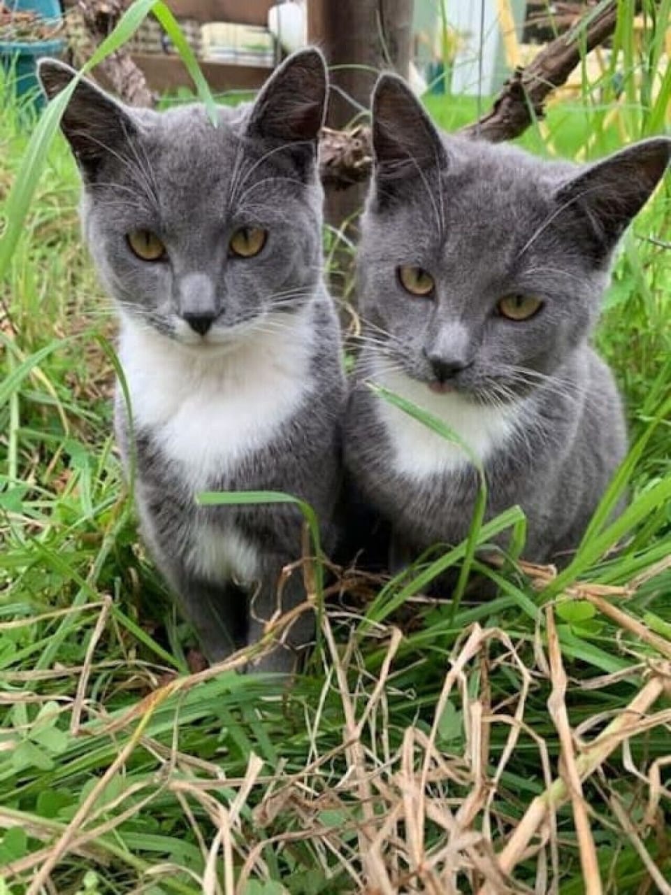 Two adorable gray and white kittens sit side by side in tall green grass, their matching coats and curious amber eyes giving them a strikingly similar and endearing appearance.