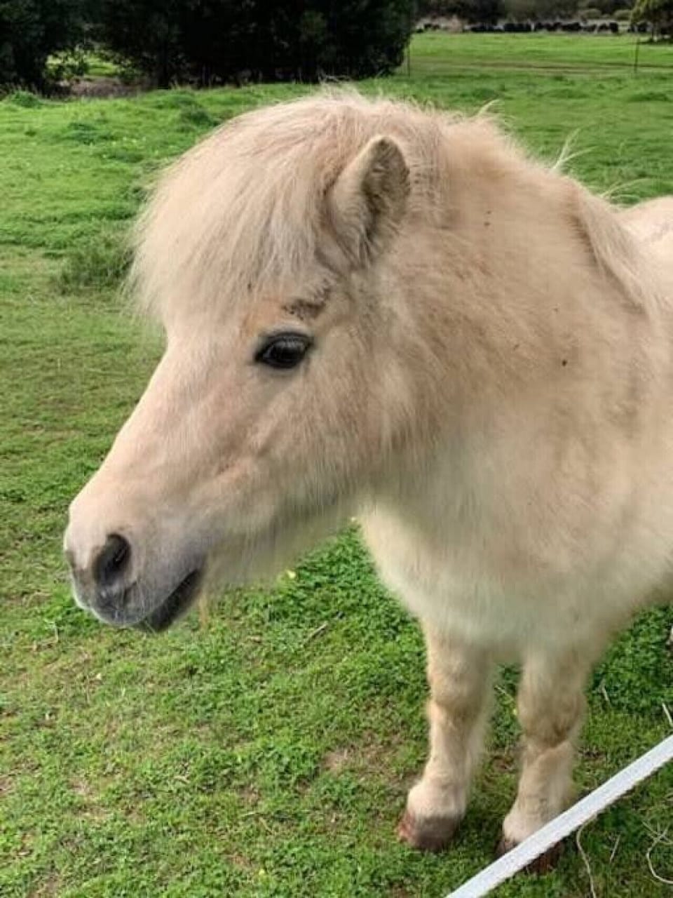 A fluffy, light-colored miniature pony stands in a lush green paddock. Its soft mane gently falls over its forehead, giving it an endearing, gentle appearance as it curiously looks ahead.