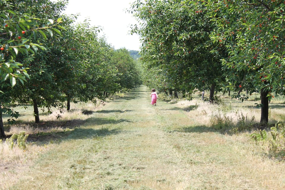 The area is full of cherry orchards and farms.