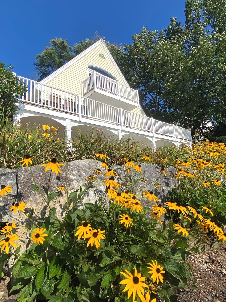 Mid Summer Black Eye Susan