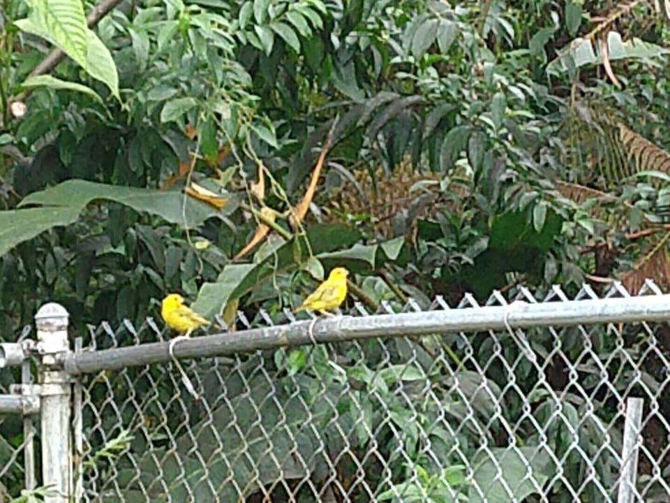 Saffron finches, one of the many birds that visit daily.