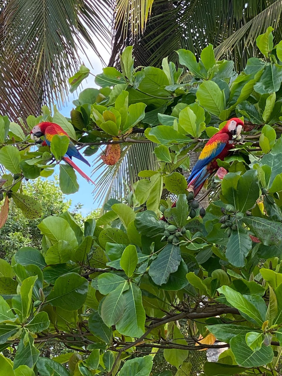 Macaws that you will see frequently around the neighborhood