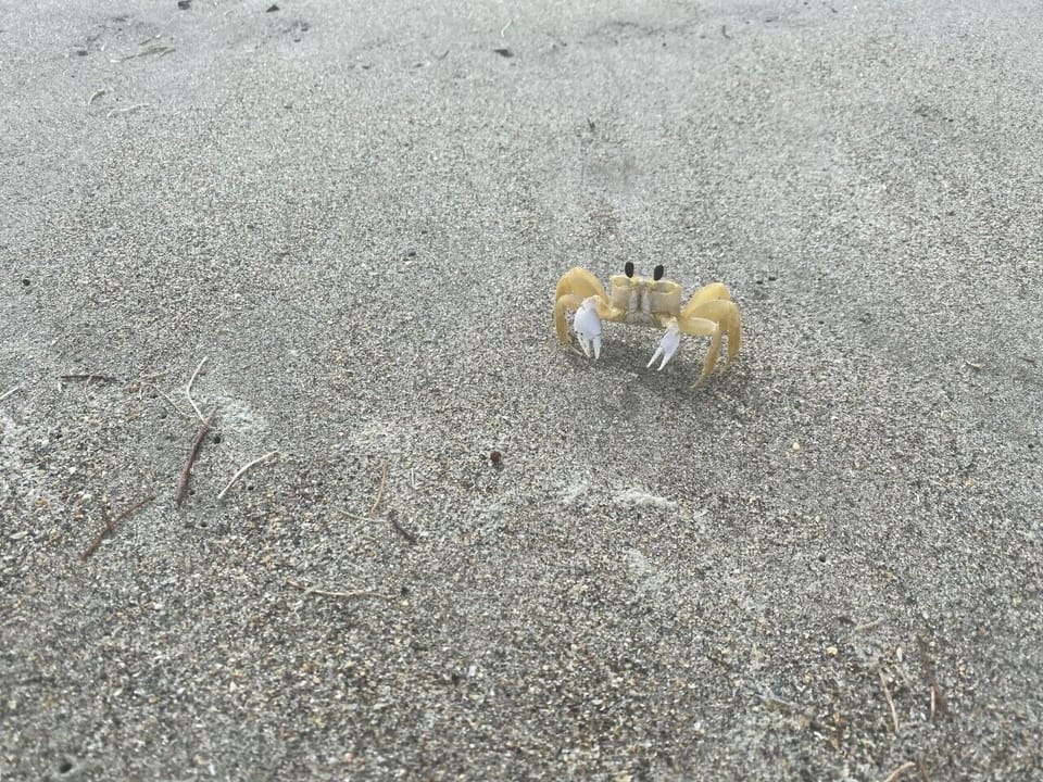 Feeling Crabby?  Beach Therapy works wonders!