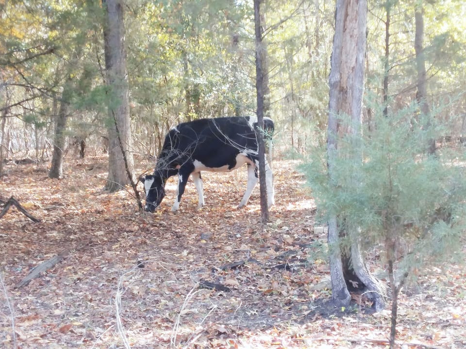 Farmhouse is fenced to view wildlife and farm animals.