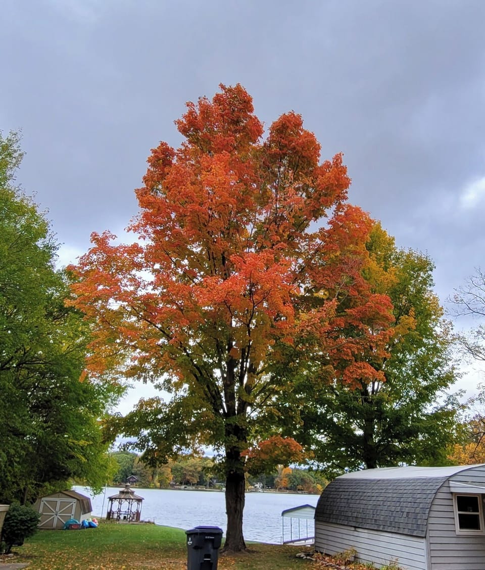 Majestic Maple Colors by the Quonset Hut!