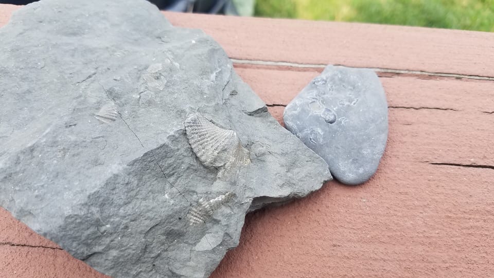 One of many fossils hiding in the beach rocks