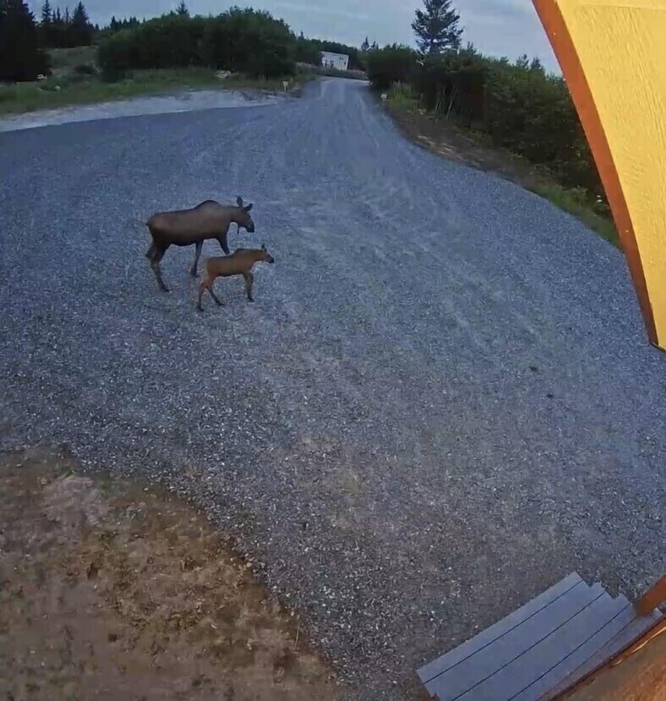 More early morning visitors 