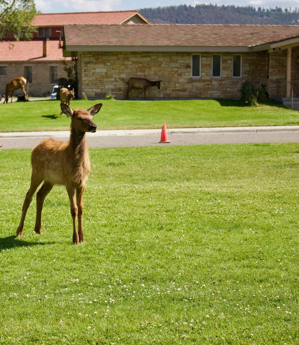 One of many elk seen in the town of Mammoth