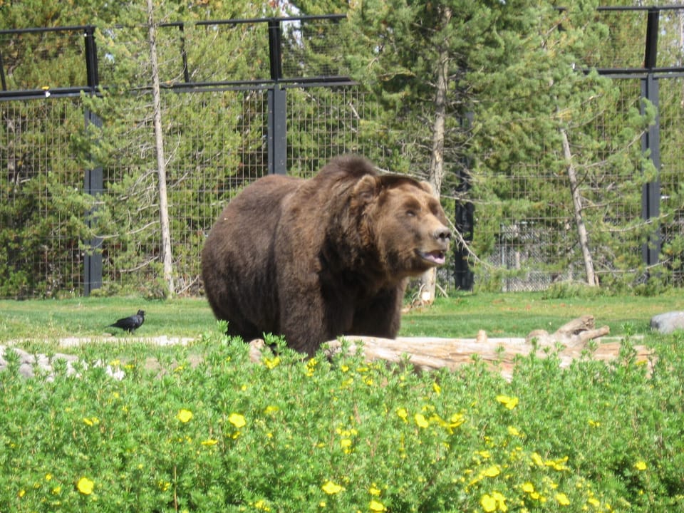 Grizzly at the Wolf & Discovery Center across the street from the resort