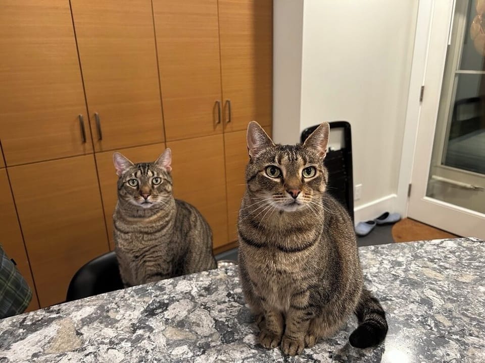 Host kitties Tygee (back) and Molly (front).