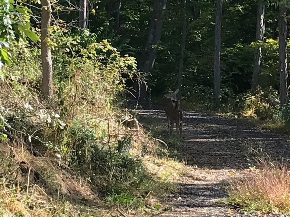 secluded- not remote-  4 acres, 200 yds from Bike Trail-  friends in the woods