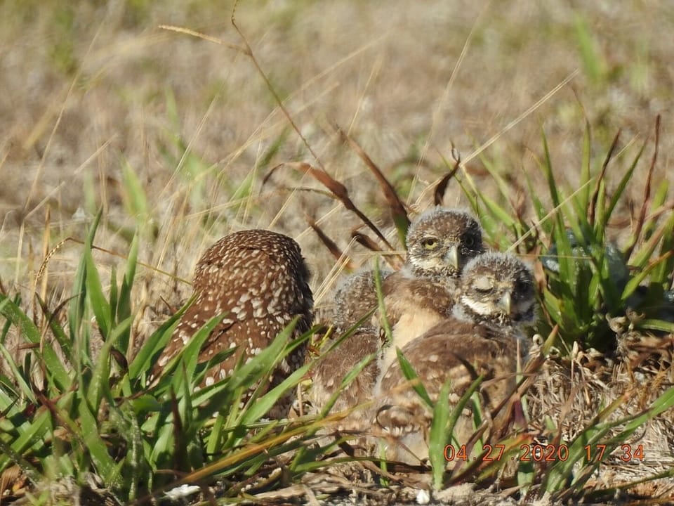 Burrowing owls