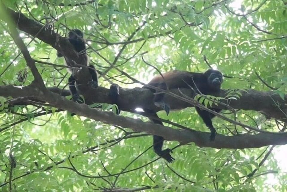Monkeys on your backyard