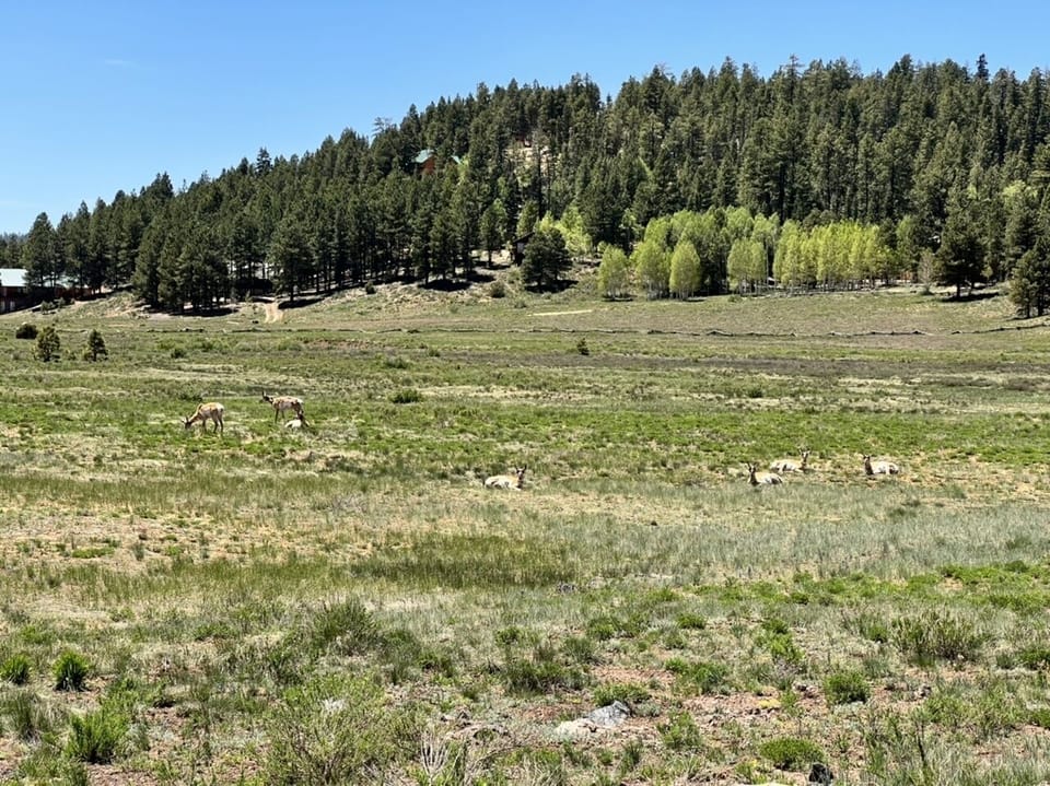 Antelope grazing in the meadow at Strawberry point road. 