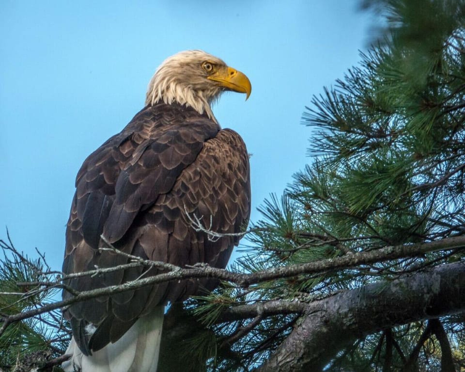 Bald eagles and many other species of birds call ANP home; keep an eye out for them!