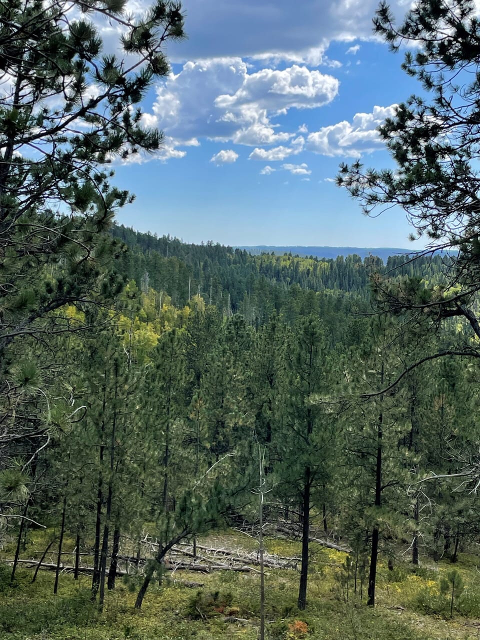 Royal Straight - Unobstructive Views out the back