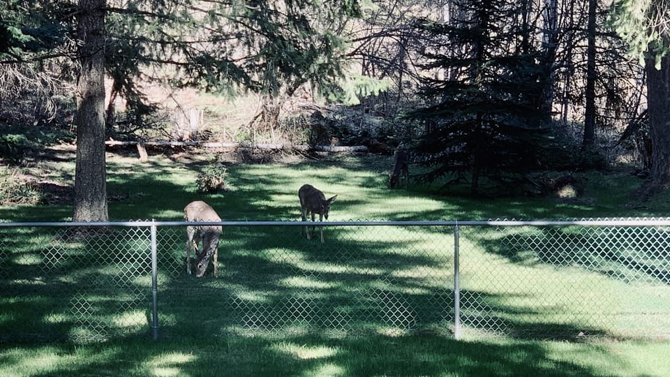 Deer and wildlife abound year round - on property 