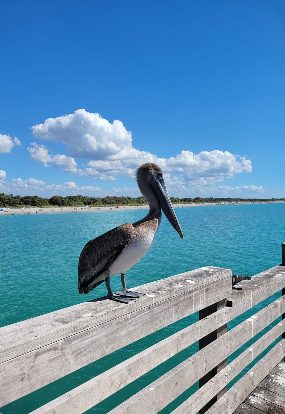 Venice Fishing Pier 