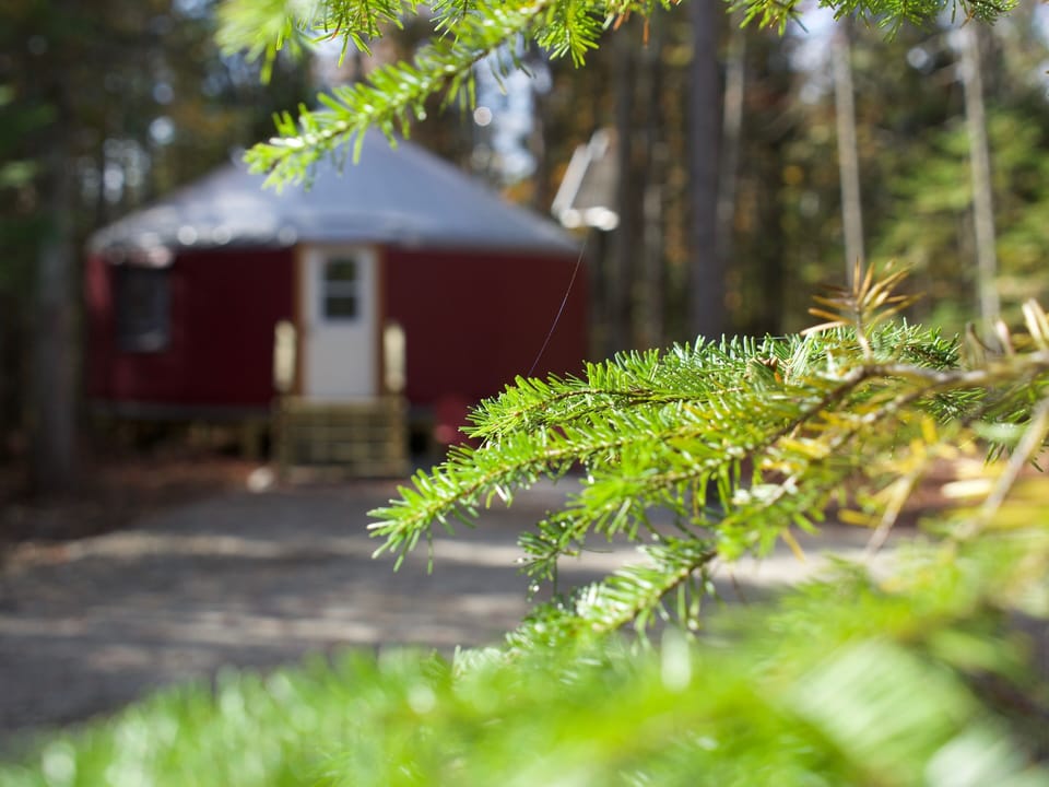 Front view from the fir trees