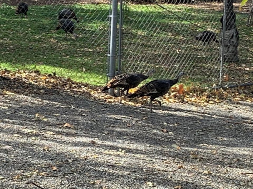 Wild Turkeys may be passing through while you are here.