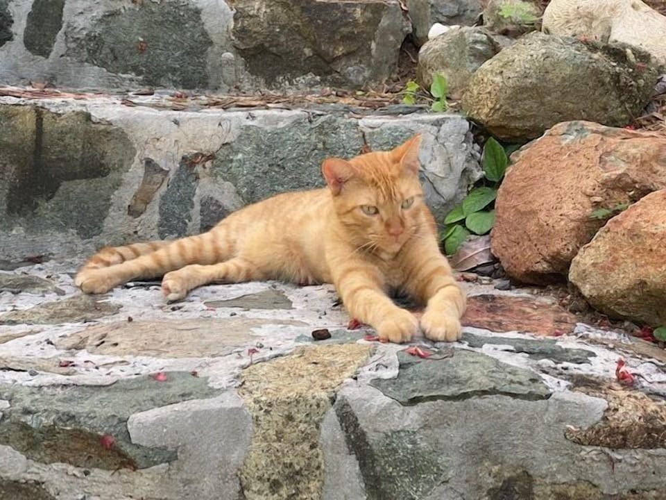 Meet Peaches, the Serendip kitty.