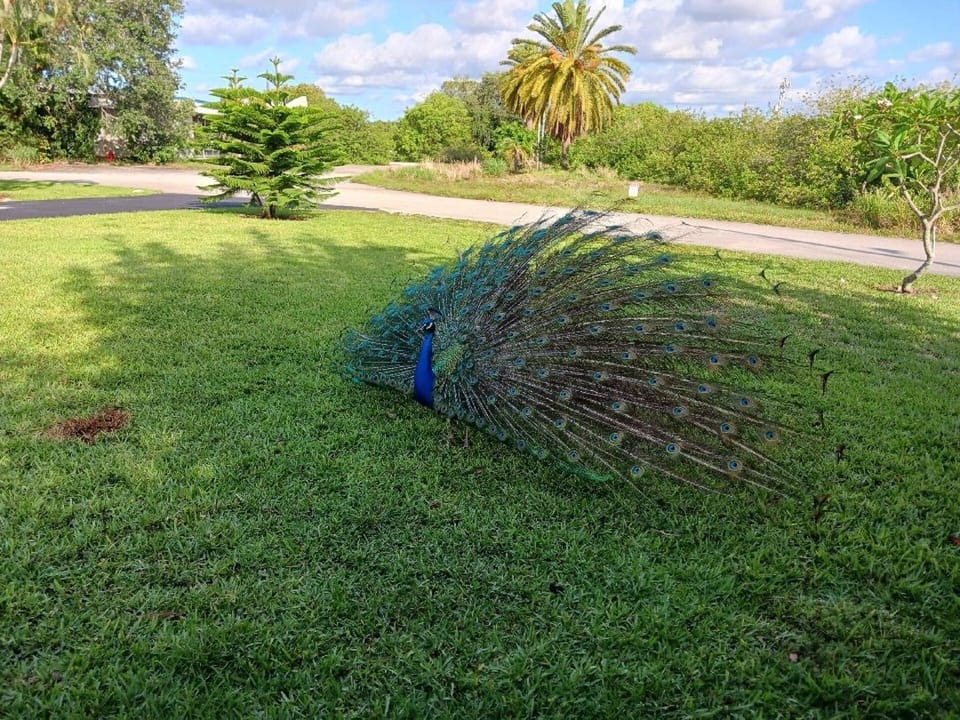 Peacocks