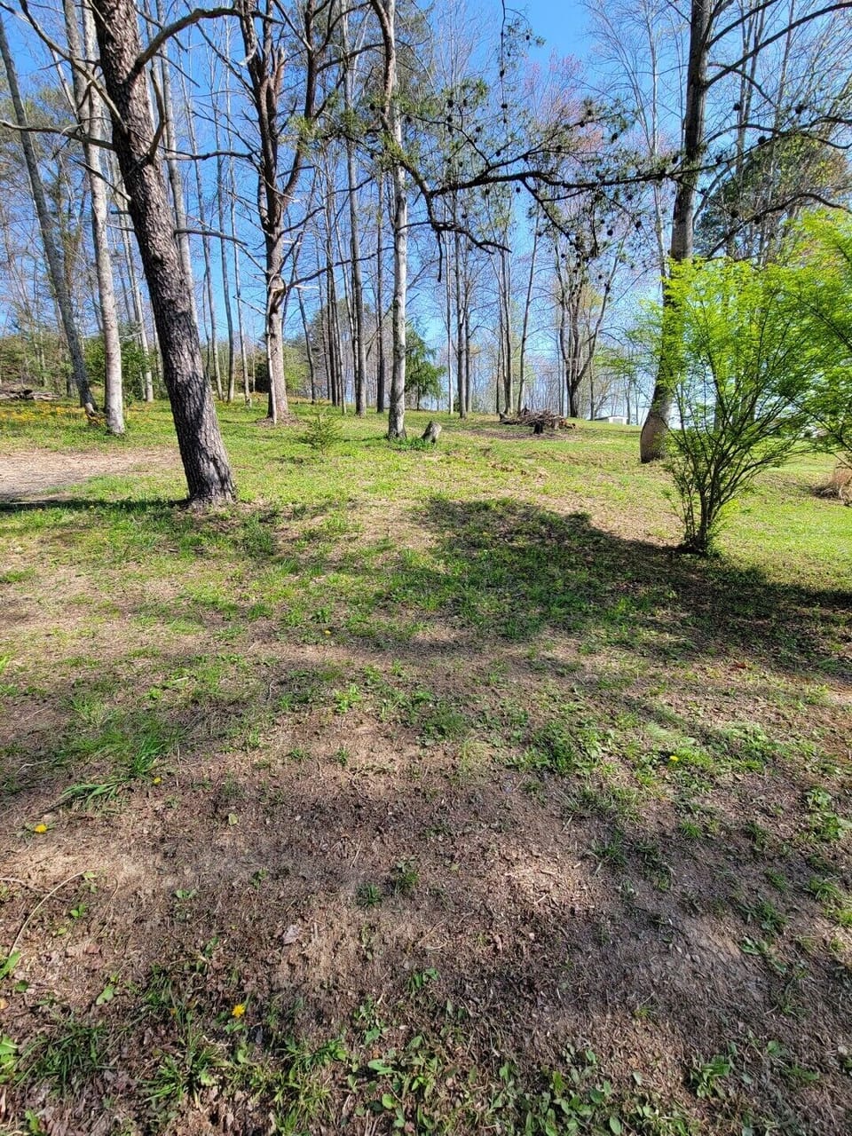 Wooded area