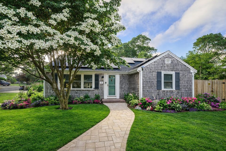 Our dogwood tree in full bloom in June