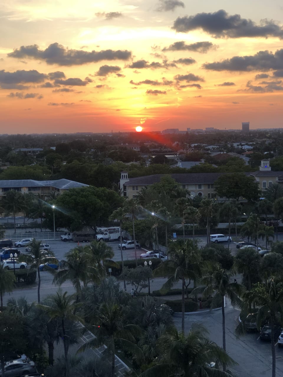 Listen for the parrots to come home to the palm trees