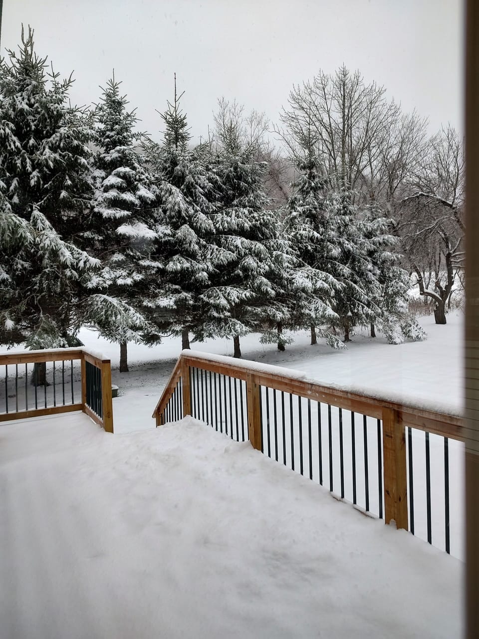 Snow covered Pines