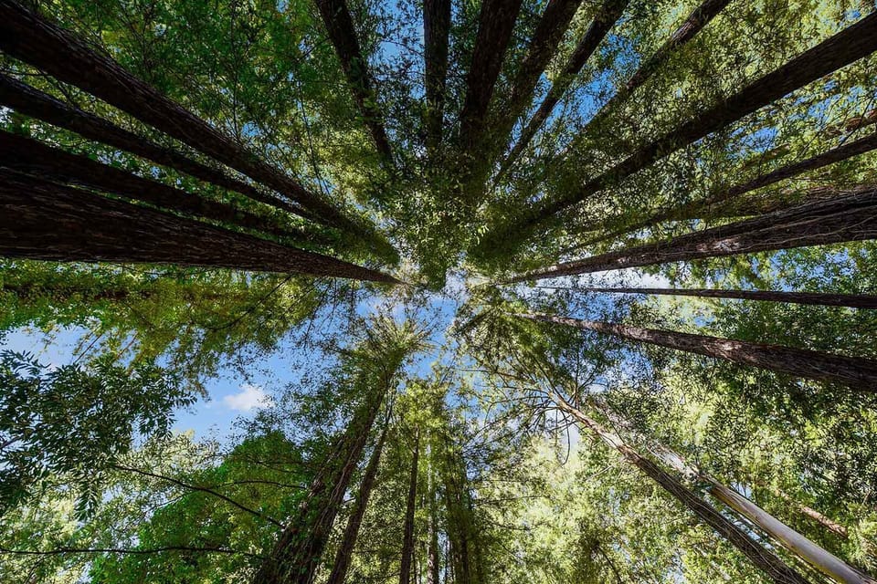 The view from the hot tub - when you look up!