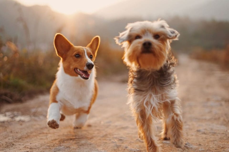 Your dog is welcome, with only a $25 pet fee. Private whole house cozy cottage on relaxing burbling creek. Gateway to the McKenzie River recreation area where you can enjoy mountain bike riding, rafting, hiking, kayaking, canoeing, camping, tubing, Steel-