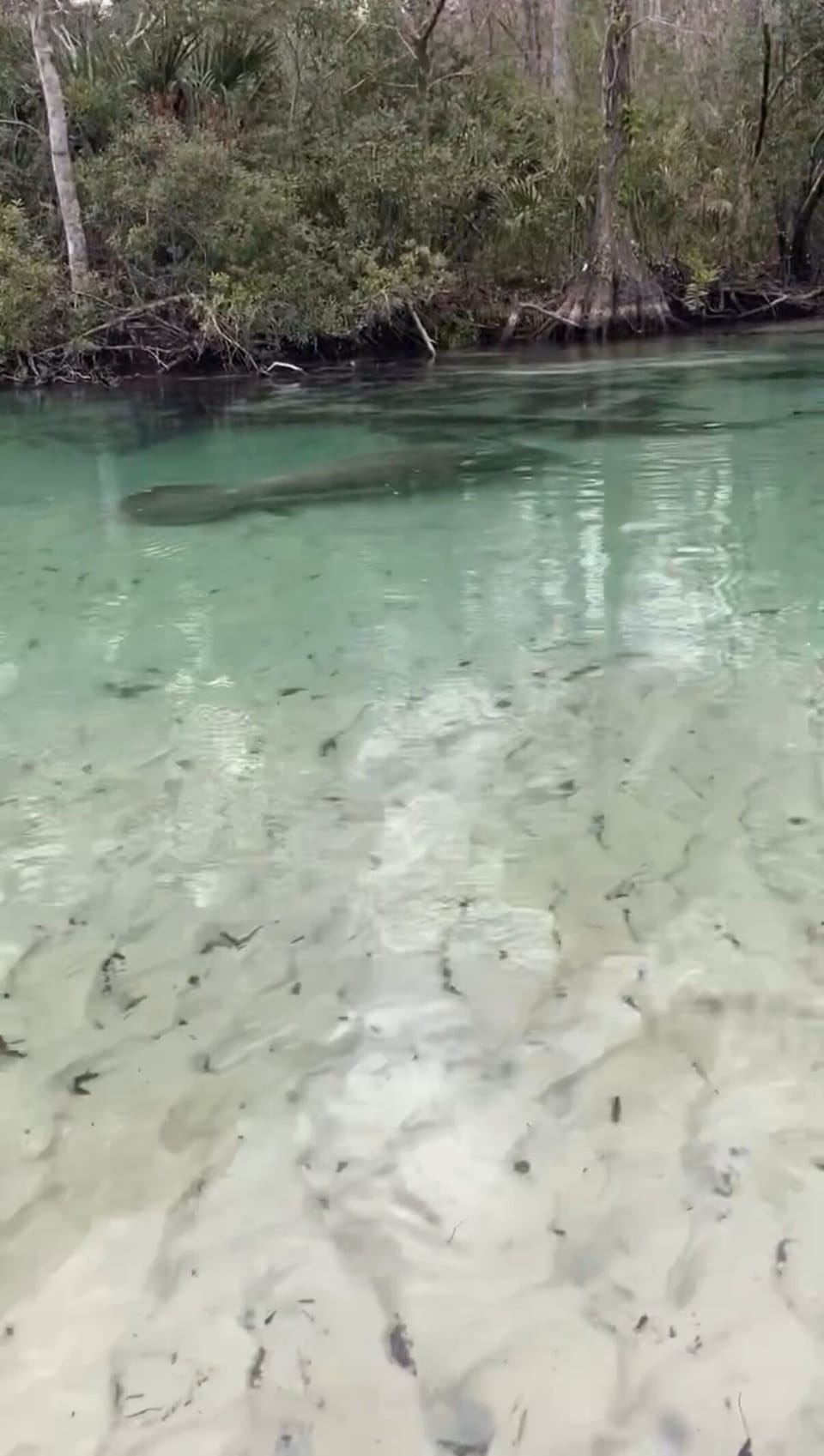 Bring the inflatable kayaks to nearby Weeki Wachee statepark to see the manatees