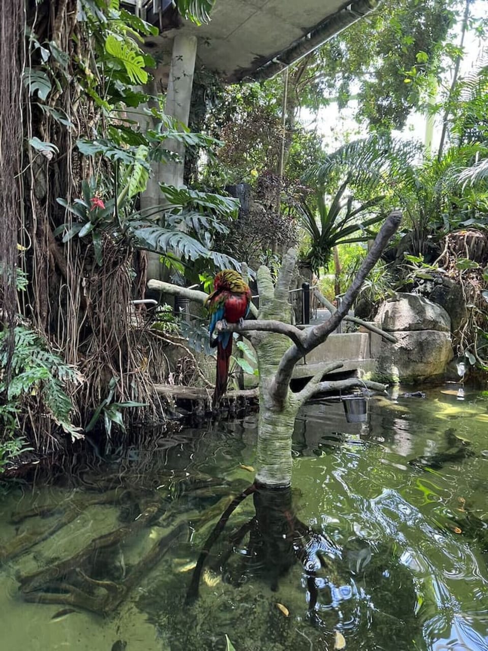 Moody Gardens- Rain Forest Pyramid