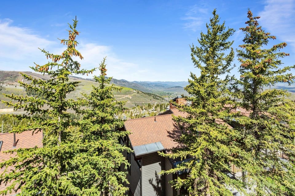 Tree, Fir, Outdoors, Vegetation, Nature
