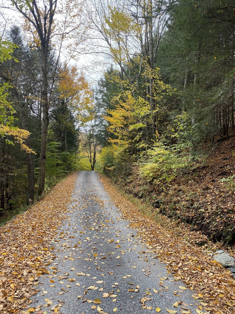 Quiet dirt road, perfect for a walk or bike ride -  Lick Creek views